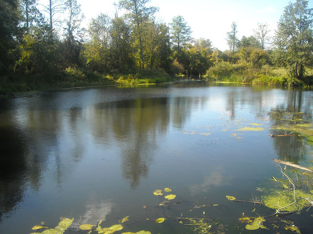 medvedevka7