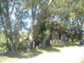 medvedevka10