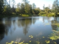 medvedevka7